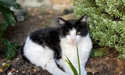 St. Stephens Nursing Home - Cat (Minstrel)